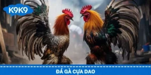 Đá gà cựa dao